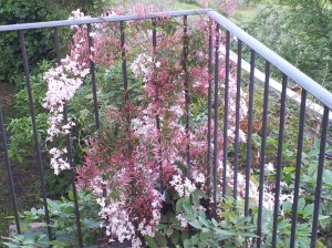 Jasmin on the upper terrace