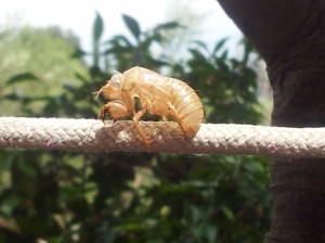 Cicada Husk