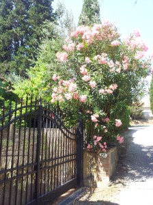 Oleander in full bloom