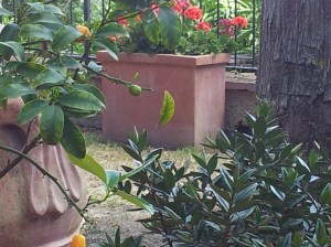 Leaf suspended by single thread in garden