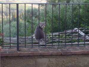 Farty Barty stays out of reach on Vets day. Photo P Finnigan