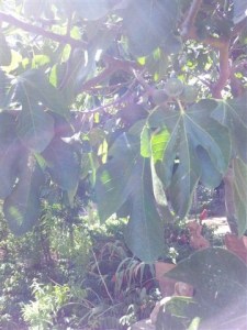 Remaining hard green figs. Photo June Finnigan