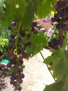 Ripening grapes on our lower terrace. Photo P Finnigan