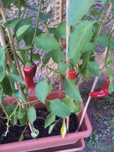 Peperoni Cornetti Photo J Finnigan