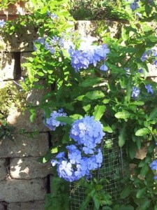 Blue Plumbago
