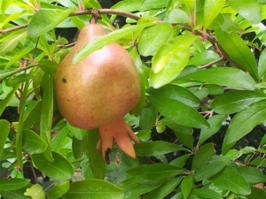 Our first Pomegranate or Melagrana Photo P Finnigan