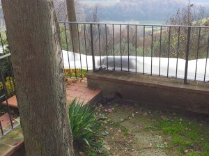 Farty Barty's silhouette under the orange tree cover. Photo P Finnigan