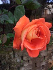 Beautiful january rose in our garden. Photo P Finnigan