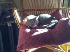 Farty Barty exhausted on his kitchen chair. Photo P Finnigan