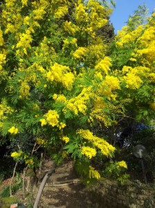 Mimosa in our February garden. Photo P Finnigan