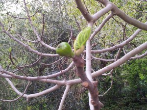 The first baby fig of 2014 Photo P Finnigan