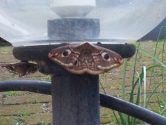Giant Emperor Moths on Garden Lamp Photo P Finnigan