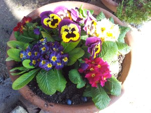 Spring flowers with fallen olives Photo J Finnigan