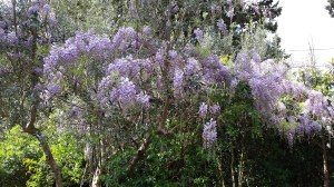 Wisteria over the car port. Photo P Finnigan