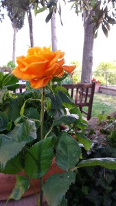 Rose on the upper tarrace. Photo P Finnigan