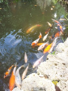Koy Carp in the fountain pool