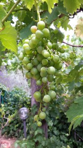 Grapes ready for harvesting photo P Finnigan