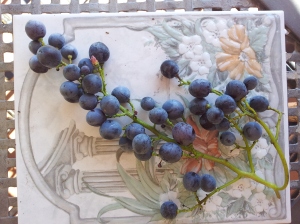 Small sweet grapes from our lower terrace. Photo P Finnigan