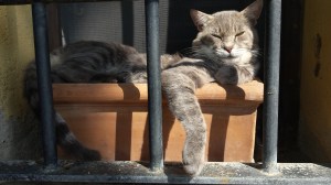 Farty Barty in his terracotta pot on windowsill. Photo P Finnigan