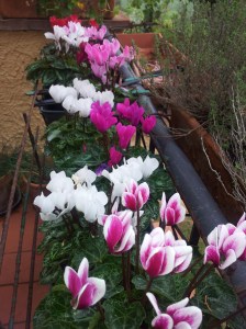 Lovely Clematis on the upper terrace. Photo J Finnigan