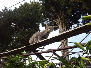 Farty Barty on the frame over the orange grove wondering what the fuss is all about. Photo P Finnigan
