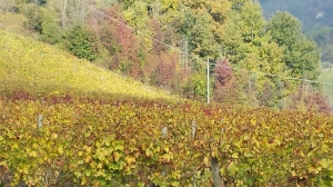 Autmn colour in the vineyards below the villa Photo P Finnigan