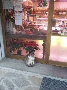 Giorgio waits to be noticed, his paw slightly raised.