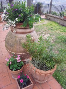 Cluster of planted pots on the upper terrace. Photo J Finnigan
