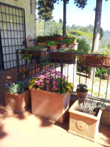 Flowering Pots on the upper terrace. Photo J Finnigan