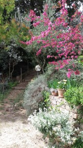 Beautiful blossom and scented flowers on the upper terrace. Photo P Finnigan