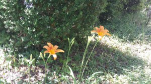 More lovely lilies in our garden. Photo P Finnigan