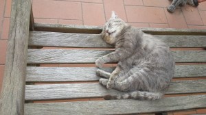 Farty Barty dreaming. Photo P Finnigan