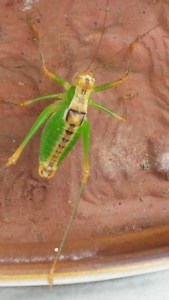 Large jumping insect on ceramic pot. Photo P Finnigan