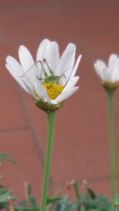 Grasshopper type insect in Daisy. Photo P Finnigan