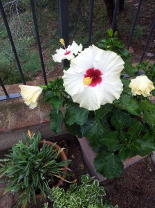 The wonderful Hibiscus which survives all weathers. Photo J Finnigan