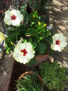 More lovely Hibiscus. Photo J Finnigan