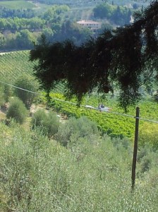 A harvestor collecting grapes below our villa. Photo J Finnigan