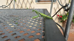 Posing Praying Mantis Phoot P Finnigan