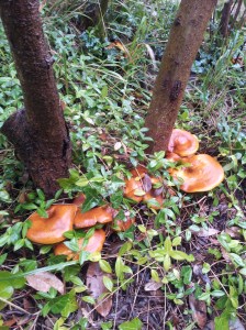 Golden Fungi in our garden. Name anyone? Photo J Finnigan