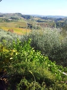 The sun breaks through on the glowing autumn vineyards in the valey below. Photo J Finnigan