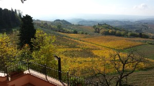 autumn Vines through Paolo's window. Photo J finnigan