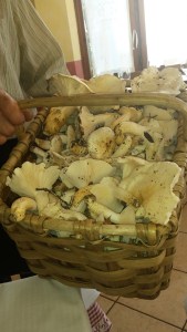 Paolo's Chanterelle Harvest. Photo P Finnigan