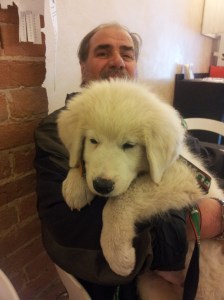 Bianco the big white puppy. Photo J Finnigan