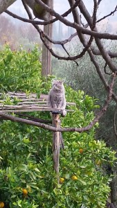 Farty Barty on a favourite perch over the orange trees. Foto P Finnigan