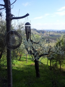 Apple bossom and the green valleys below us. Foto J Finnigan