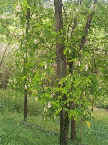Acacia Trees below our new garden. foto J Finnigan