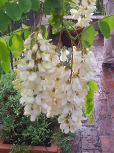 Acacia blossom after the rain. Foto J Finnigan