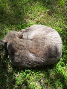 Farty Barty curled up at my feet under the Oak Tree. foto J Finnigan