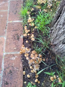 Fungi in the garden. anyone know what it is? Foto J Finnigan
