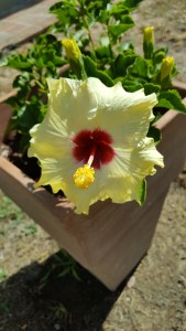 A surprise Hibiscus in our garden. Foto P Finnigan